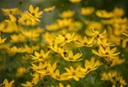 Coreopsis verticillata 'Zagreb'