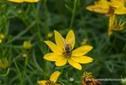 Coreopsis verticillata 'Zagreb'