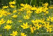 Coreopsis verticillata 'Zagreb'