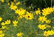 Coreopsis verticillata 'Zagreb'