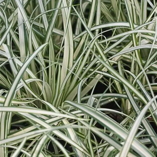 Carex ornithopoda 'Variegata' Carex ornithopoda 'Variegata'