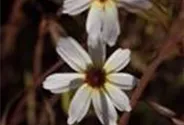 Coreopsis x cult. 'Fools Gold'