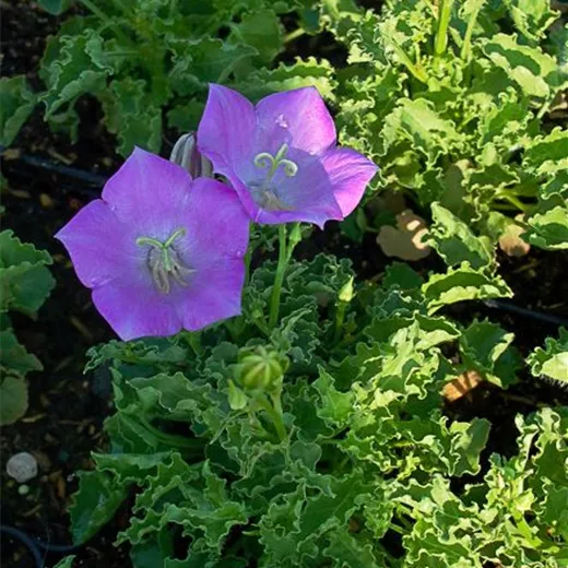 Campanula carp.'Blaue Clips' Campanula carp.'Blaue Clips'