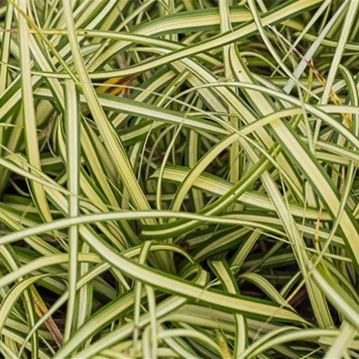 Carex oshimensis 'Evergold'