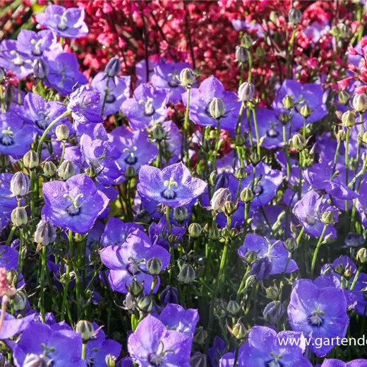 Campanula carp.'Samantha' -R- Campanula carp.'Samantha' -R-