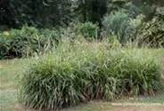 Carex pendula