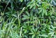 Carex pendula