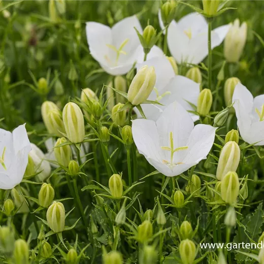 Campanula carp.'Weiße Clips' Campanula carp.'Weiße Clips'