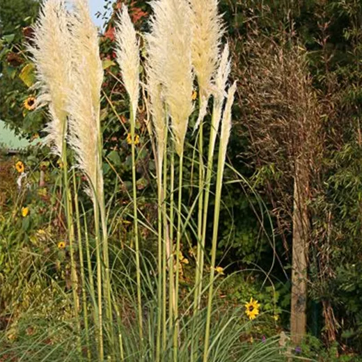 Cortaderia selloana 'Weiße Feder' Cortaderia selloana 'Weiße Feder'
