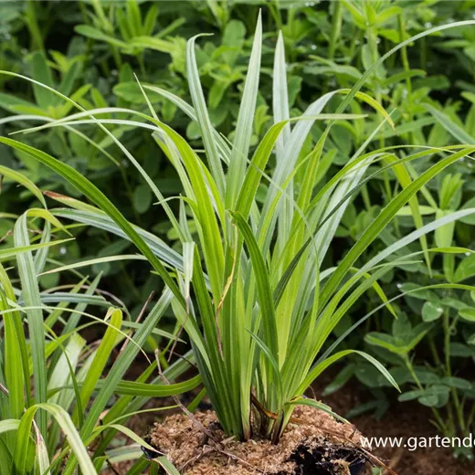 Carex pilosa 'Kopenhagen Select' Carex pilosa 'Kopenhagen Select'