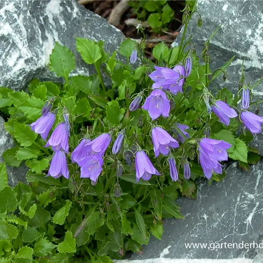 Campanula cochleariif.'Bavaria Blue', gen. Campanula cochleariif.'Bavaria Blue', gen.