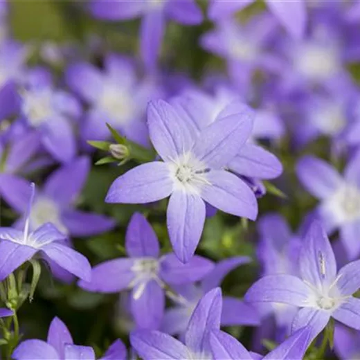 Campanula garganica 'Filigree' Campanula garganica 'Filigree'