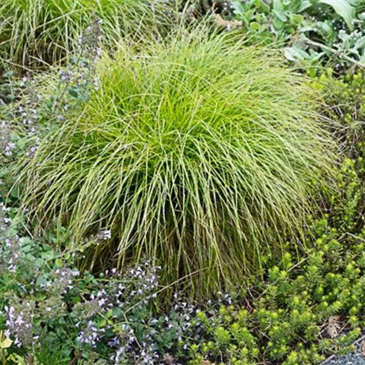 Carex remota Carex remota