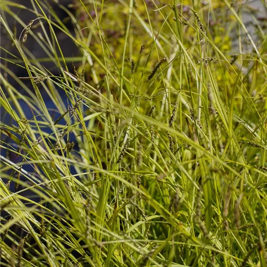 Carex sylvatica Carex sylvatica