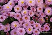 Chrysanthemum x hort.'Mei-kyo'