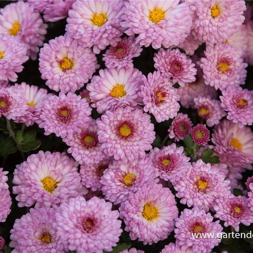 Chrysanthemum x hort.'Mei-kyo' Chrysanthemum x hort.'Mei-kyo'