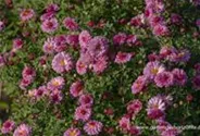 Chrysanthemum x hort.'Mei-kyo'