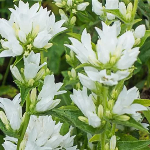 Campanula glomerata 'Alba'