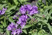 Campanula glomerata 'Dahurica', gen.