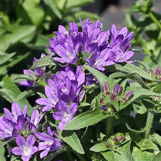 Campanula glomerata 'Dahurica', gen. Campanula glomerata 'Dahurica', gen.