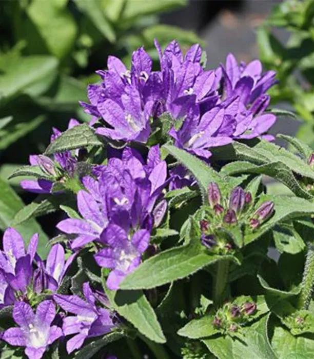 P2000795_1.jpg