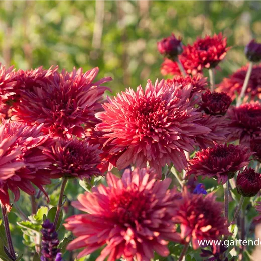 Chrysanthemum x hort.'Pizzicato' Chrysanthemum x hort.'Pizzicato'