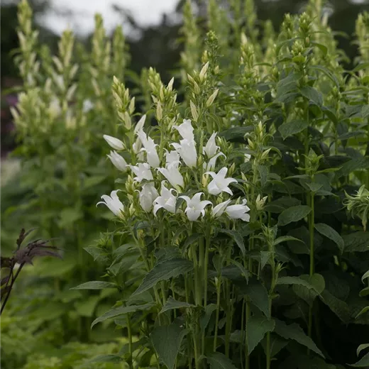 Campanula latifolia var.macrantha 'Alba' Campanula latifolia var.macrantha 'Alba'