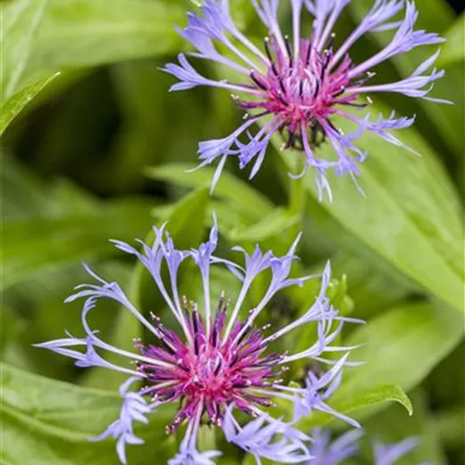 Centaurea montana Centaurea montana