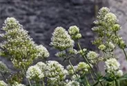Centranthus ruber 'Albus'