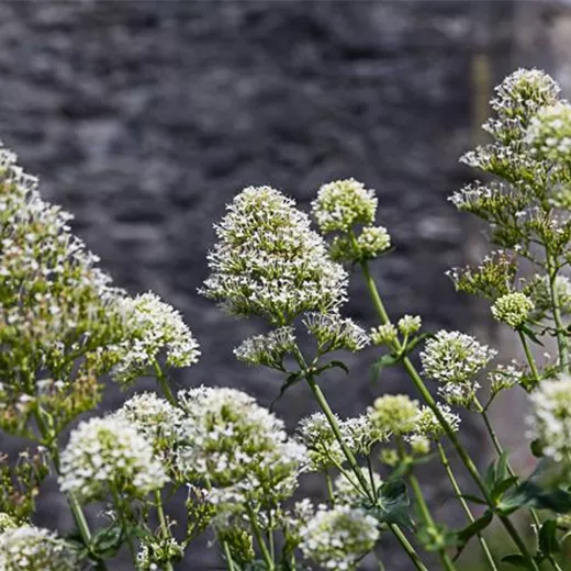 Centranthus ruber 'Albus' Centranthus ruber 'Albus'