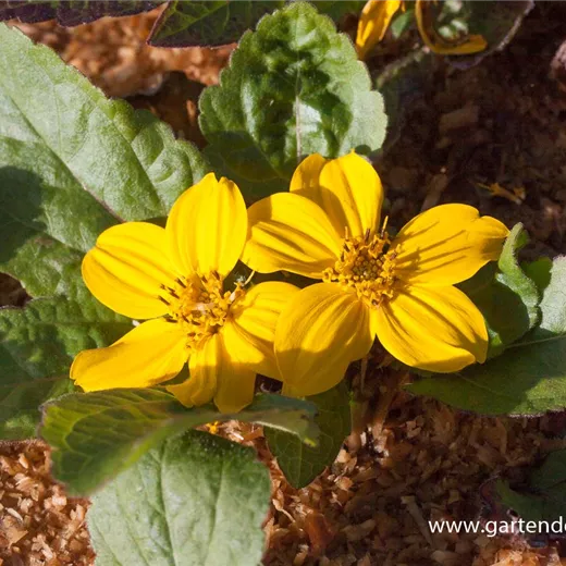 Chrysogonum virginianum 'Andre Viette' Chrysogonum virginianum 'Andre Viette'