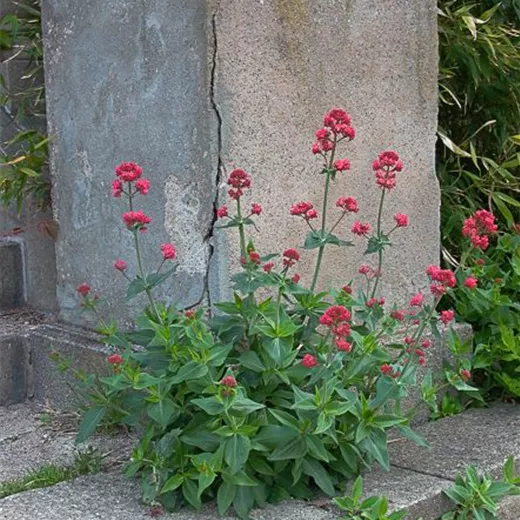 Centranthus ruber 'Coccineus' Centranthus ruber 'Coccineus'