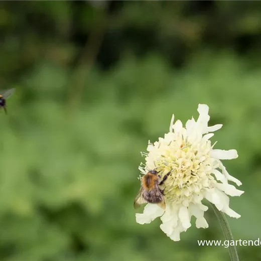 Cephalaria gigantea Cephalaria gigantea