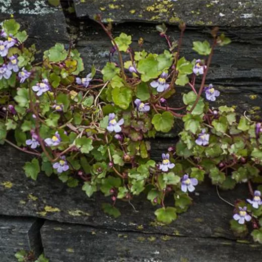 Cymbalaria muralis Cymbalaria muralis