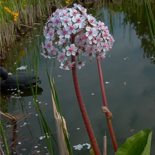 Darmera peltata Darmera peltata