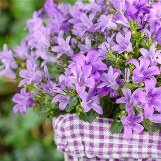 Campanula poscharskyana Campanula poscharskyana