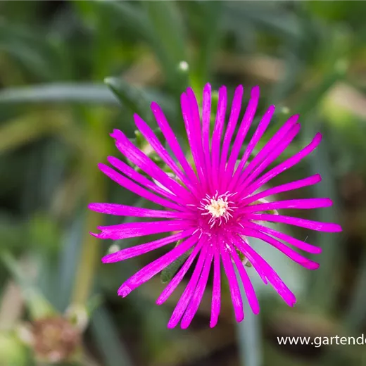 Delosperma cooperi Delosperma cooperi