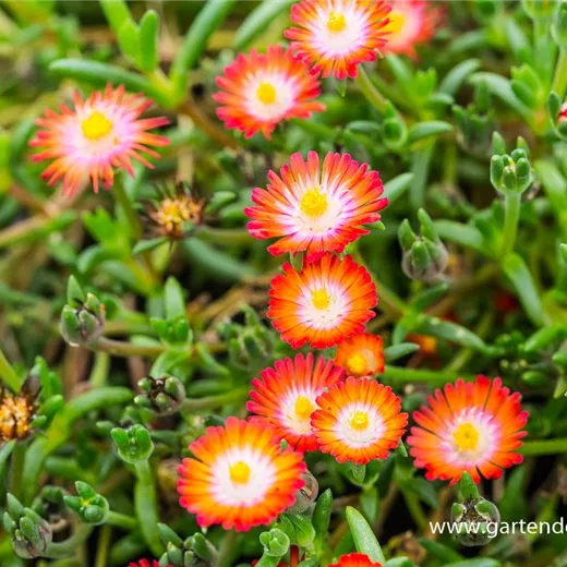 Delosperma cooperi 'JD Grenade' -R- Delosperma cooperi 'JD Grenade' -R-