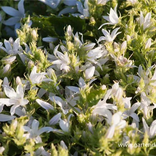 Campanula poscharskyana 'Schneeranke' Campanula poscharskyana 'Schneeranke'