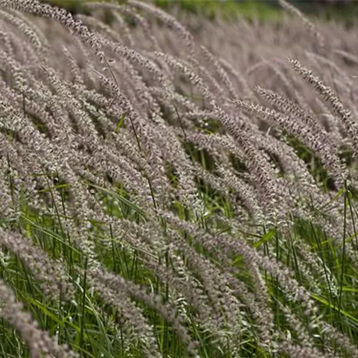 Federborstengras 'Tall Tails'