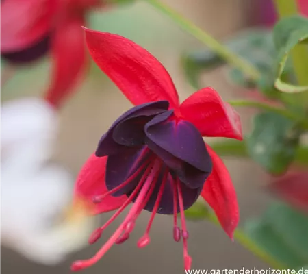 Fuchsie Fuchsie