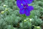 Delphinium grdfl.'Blauer Spiegel'