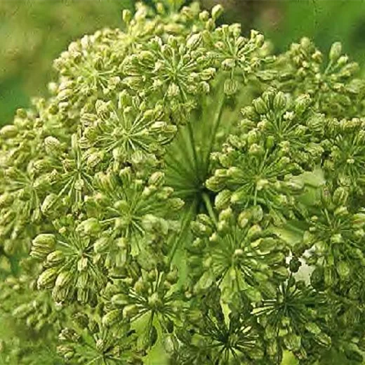 Echte Engelwurz Echte Engelwurz