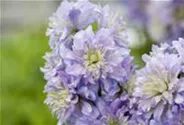 Delphinium Highlander 'Blueberry Pie' -R-