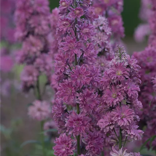 Delphinium Highlander 'Flamenco' -R- Delphinium Highlander 'Flamenco' -R-