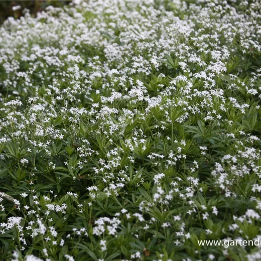 Echter Waldmeister Echter Waldmeister