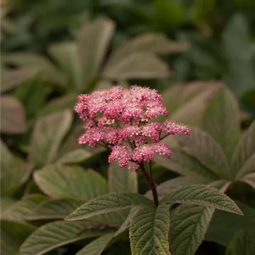 Fiederblättriges Schaublatt 'Chocolate Wings'®