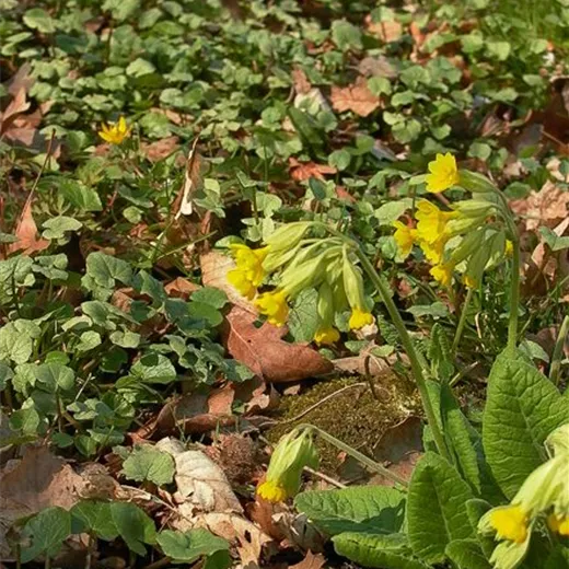 Ecte Schlüsselblume Ecte Schlüsselblume