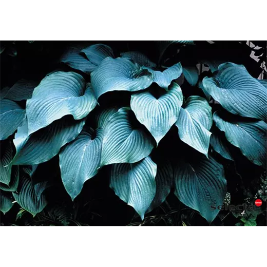 Funkie 'Blue Angel' Funkie 'Blue Angel'