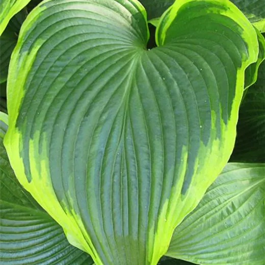 Funkie 'Flavocircinalis' Funkie 'Flavocircinalis'